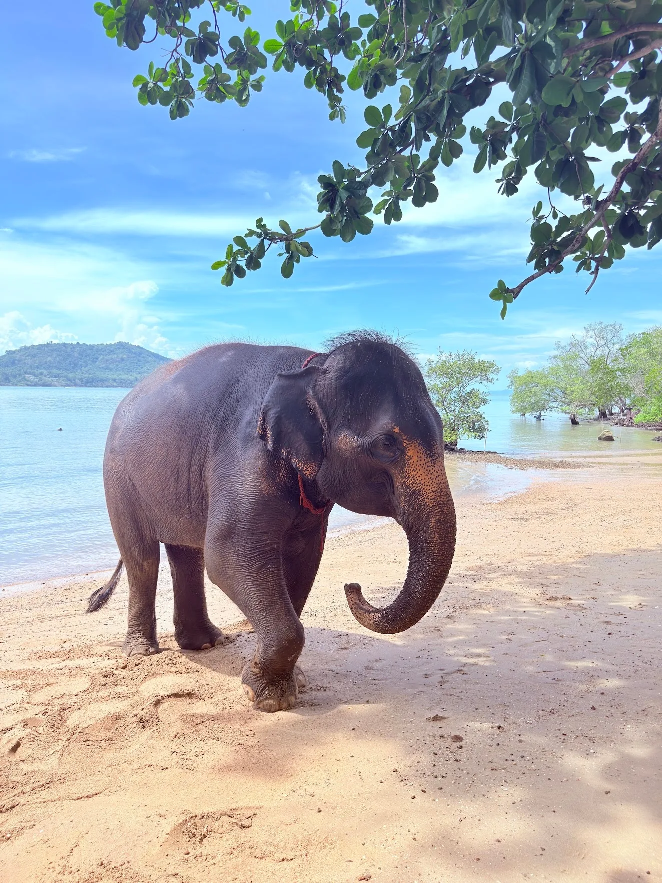 A rescued elephant on the camp’s private beach