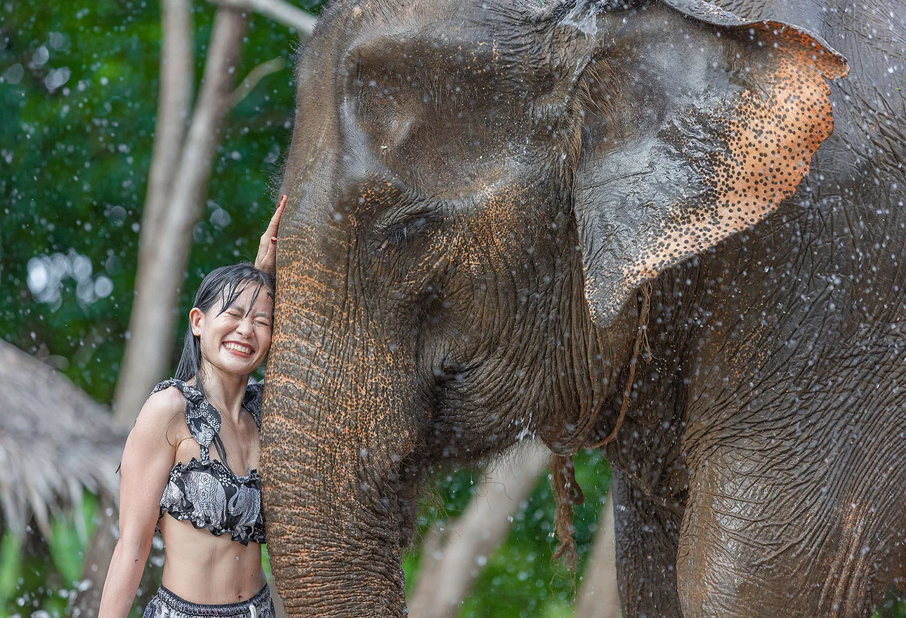 Phuket Siray Elephant Care Camp gallery