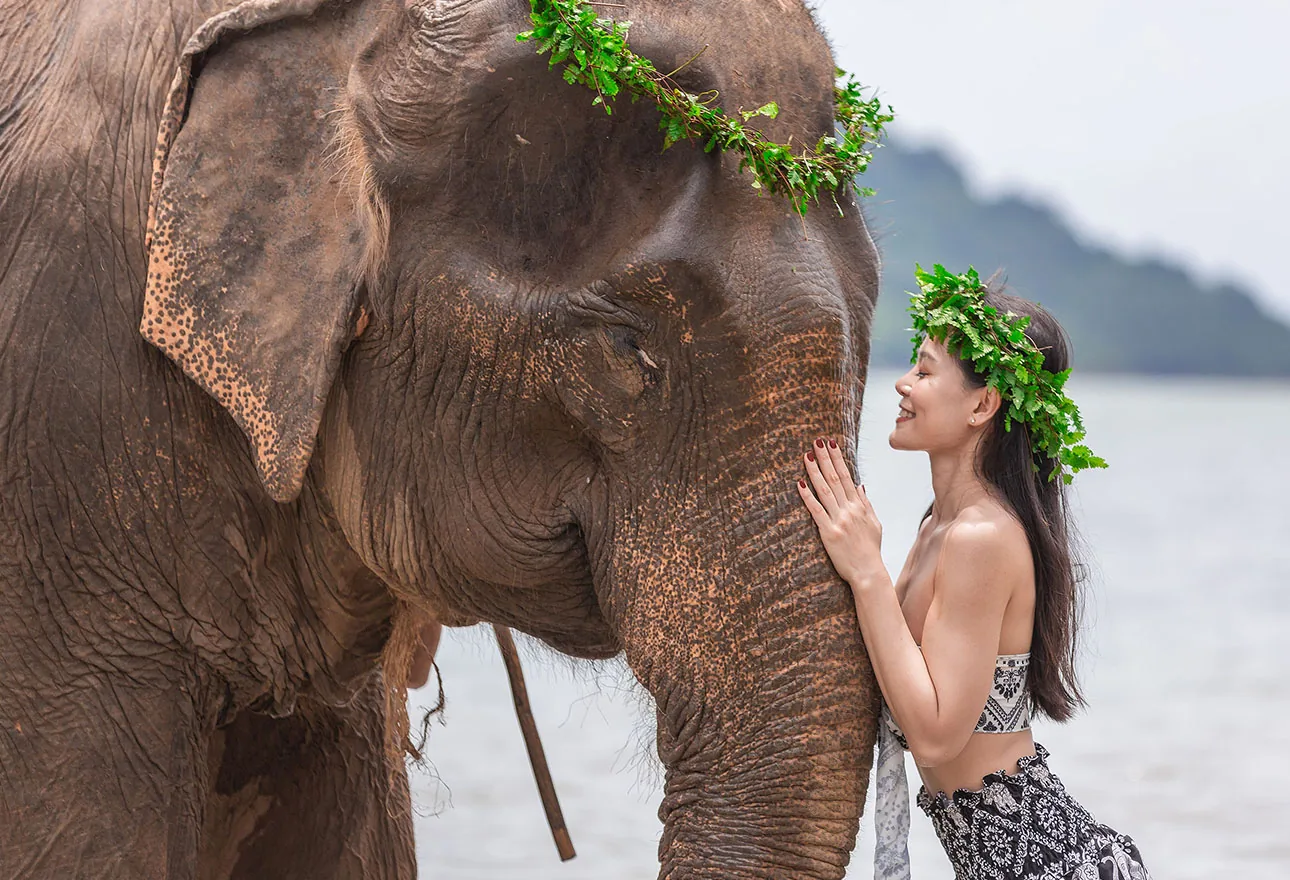 Phuket Siray Elephant Care Camp gallery