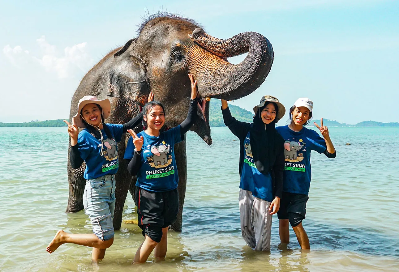 rescued Thai elephants